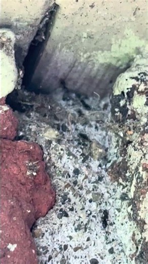 How to get rid of a sugar ants infestation #insects #nature #gardening #garden #wildlife