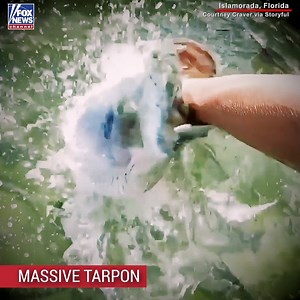 224K views · 1.3K reactions | MUST-SEE: Watch a massive tarpon leap out of the water and momentarily swallow a teen's hand in Florida. | Fox News | Facebook