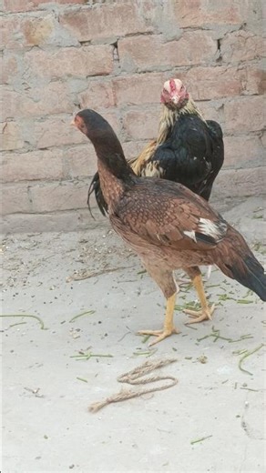 Fat Java Chicken 😍 You Won’t Believe This Beauty | Rare Breed #shirts