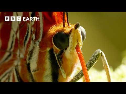 Spectacular Butterfly Mountaintop Gathering | Narrated by David Attenborough | Africa | BBC Earth