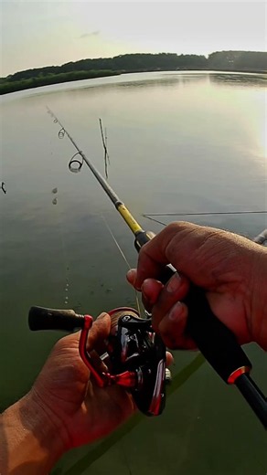 First cast... instant strike! 🎣🔥#Fishing #fishon #barramundi