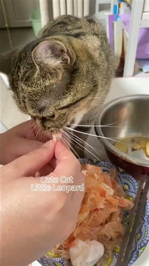 Little Greedy Cat Eating Shrimp with Purring Sound #cat #prettycat #cutepets #kitten #cutecat