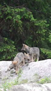9.3K views · 232 reactions | How adorable is this wolf pack? ...