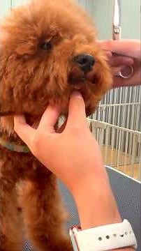 パピーがトリミングで奮闘！トイプー・コテツ君生後4ヶ月 #toypoodle #dog #トイプードル #犬 #トリミング #佐野市