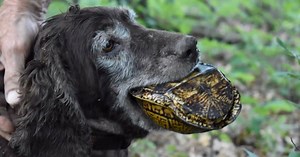 Specially Trained Hunting Dogs Sniff Out Rare Turtles... Not To Eat But To Save