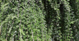 green needles on a larch tree in the spring season, a beautiful larch tree in sunny weather