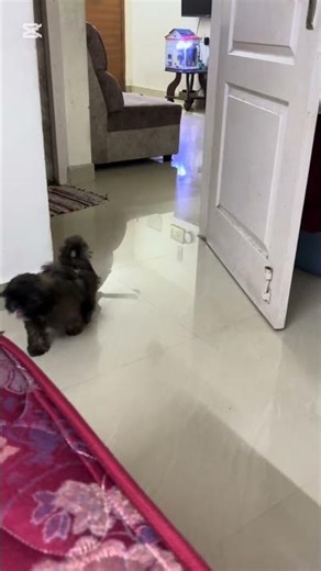 என்னோட ஒரே லட்சியம் #trending #puppy #shihtzu #playtime