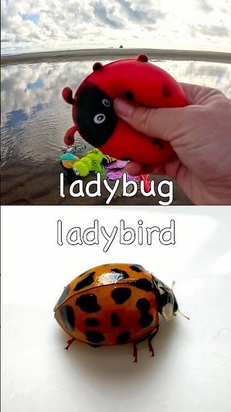 Kids Learn Bug Insect Names at the Beach: Ladybug Dragonfly Caterpillar Rhino Beetle Slug