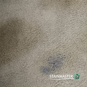 A new house and a new dog. Take it from us, STAINMASTER® PetProtect® carpet will help with all the new messes. | STAINMASTER