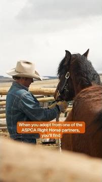 🎉 IT'S OFFICIALLY ADOPT A HORSE MONTH!