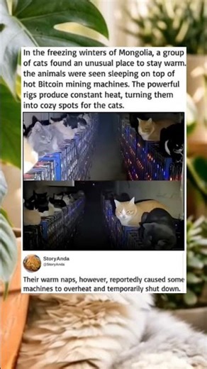 Mongolian cats relax on a Bitcoin miner during winter