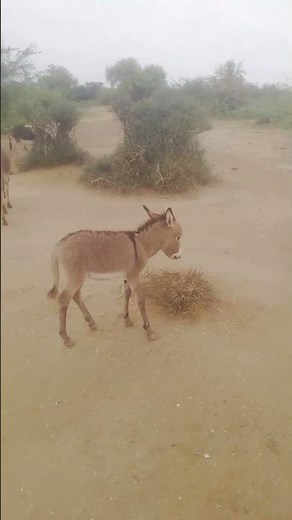Donkey mating in a desert area. 😇Baby Donkey +mother +sister +full family.