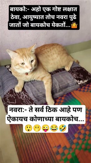 नवरा आणि बायकोची भन्नाट कॉमेडी #trending #very #funnycat #cutecat #ytshorts #viral #Prafulla'sVlogs