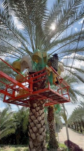 Date palm harvesting at Preecha Date Palm Garden Thailand