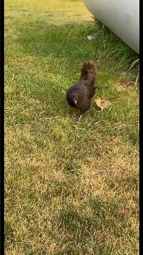 Free range hen raising pheasant chick