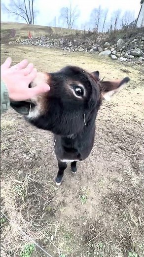 Happy Henry The Donkey Loves His Owner! 🫏🥺