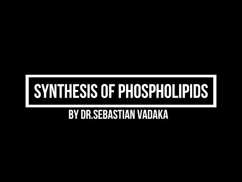 Synthesis of Phospholipids