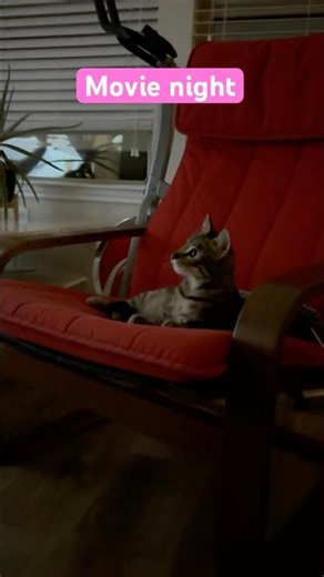 Watching movie with cats #Movie #Flow #Cute #Cat #Watching