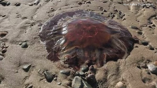 Spike in jellyfish sightings prompts coastal safety warnings across Maine
