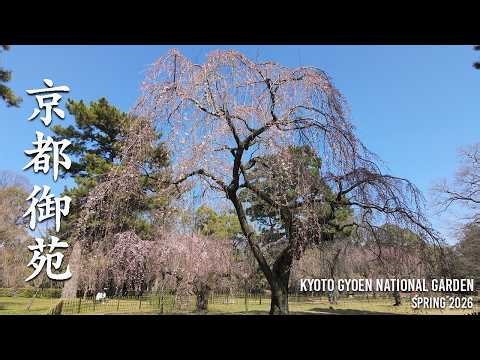 【2026年3月17日撮影】京都御苑で感じる春の始まり🌸 | Kyoto Gyoen National Garden in Spring | DJI Osmo Pocket3 | 4K/24fps