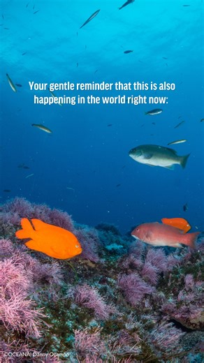 Oceana on Instagram: "As we wrap up our expedition with @blancpain1735 to California’s Channel Islands, we’re reminded of just how special these waters are—and why we’re working to protect them. 💙 As Oceana's team returns to shore, our focus shifts to analyzing our findings and turning research into action. The vibrant ecosystems and incredible wildlife we saw deserve lasting protection, and the data we gathered will guide how we work with allies, communities, and policymakers to make that happ