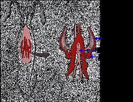 Atlantic Long Finned Squid