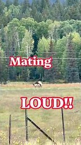 SCREAMING Mating ELK & COYOTE ~ Volume up! 🔊