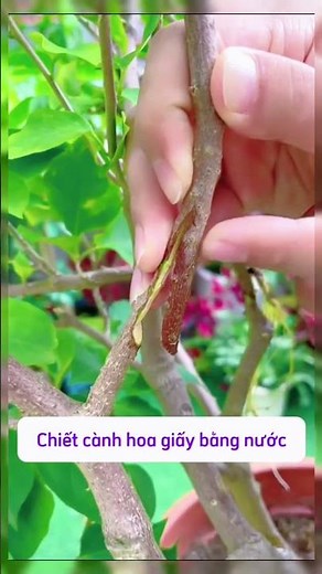 Can you believe you can propagate bougainvillea by water? | Plant growing tips