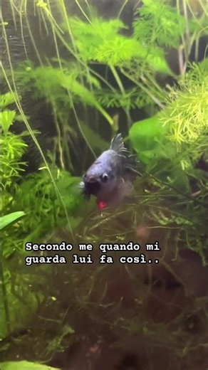 Funny moment with my Betta Fish 🤣🍂🌿 #aquarium #fish #betta #tank #acuario