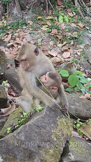 Emotional Lynx Experiences Heartfelt Rainbow Hug