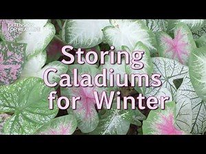 How to Store Caladiums
