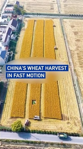 China's wheat harvest in fast motion
