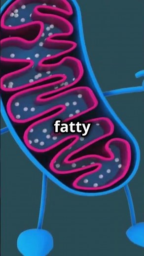 How Your Body Burns Fat: 3D Animation of Fat Loss & Energy Conversion!