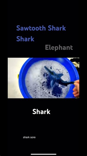 Shark Sawtooth Shark Elephant