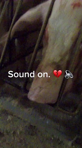 Pigs Screaming in Agony: Mothers Deserve Better