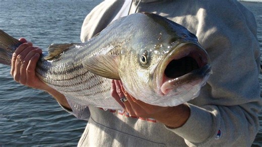 Fishermen face frigid water temps for start of striped bass season