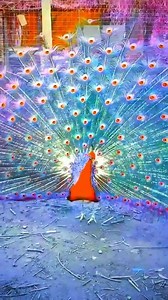 7.9K views · 391 reactions | The rare red peacock is so beautiful | Rimal Ali Shah | Facebook