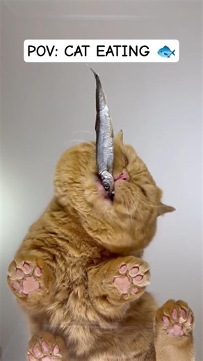 You’ve Never Seen a Cat Eat Like This 😳🐟 #viralshorts #ytshorts