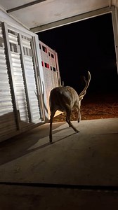 Solid axis buck going to check out his new home | Spring Creek Outdoors, LLC