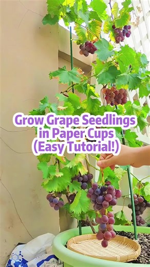 Grow grape seedlings in paper cups (easy tutorial!) #homegarden #gardening #planting #grape #fruit