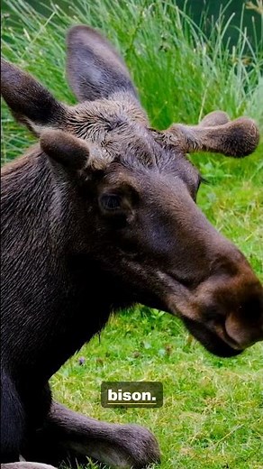 A Glimpse Into the Life of the Moose | 4K Wildlife