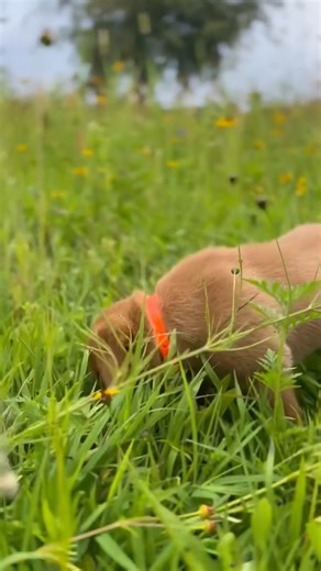 5.1K views · 74 reactions | Fox Red Lab pup + flowers = the cutest...