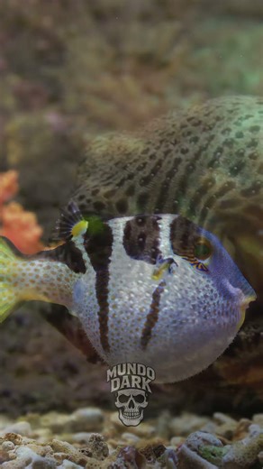O PEIXE MAIS FOFO… E MAIS MORTAL DO MUNDO 😱🐡