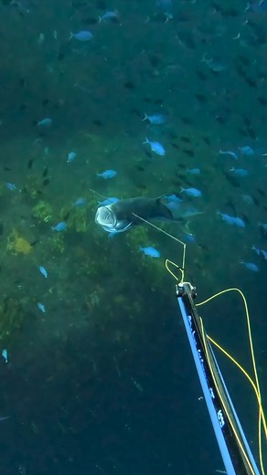 Killshots! | Ollie Craig - Primal Pursuit