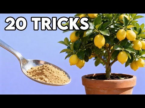 20 Tricks to Grow Lots of Lemons With Shockingly Easy Citrus Tree Care