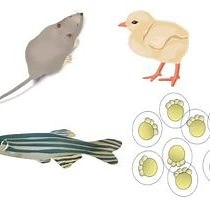 Video: Morpholino Technology: Gene Silencing in Zebrafish