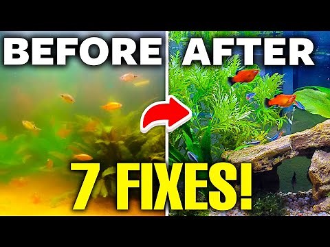 7 Reasons For A Cloudy Fish Tank (And How To Fix It)