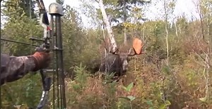 Watch: Bull Moose Gives Bowhunter a Perfect Shot