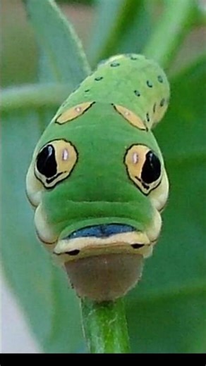 Nature's greatest illusions: Animals in disguise, a list of five prominent mimicries. #nature