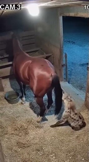 A Violent Ballet: The Brief Dance of Horse and Hyena